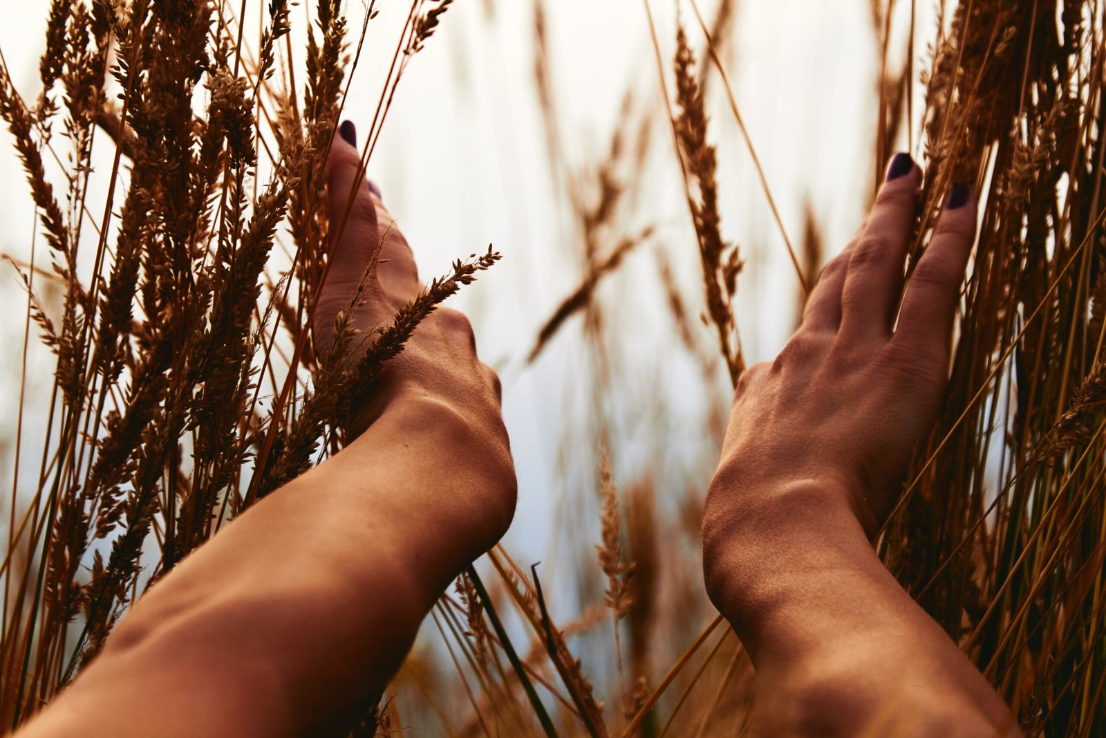 A new hope and new window concept, woman holding wheat in nature. Hands and Wheat scaled